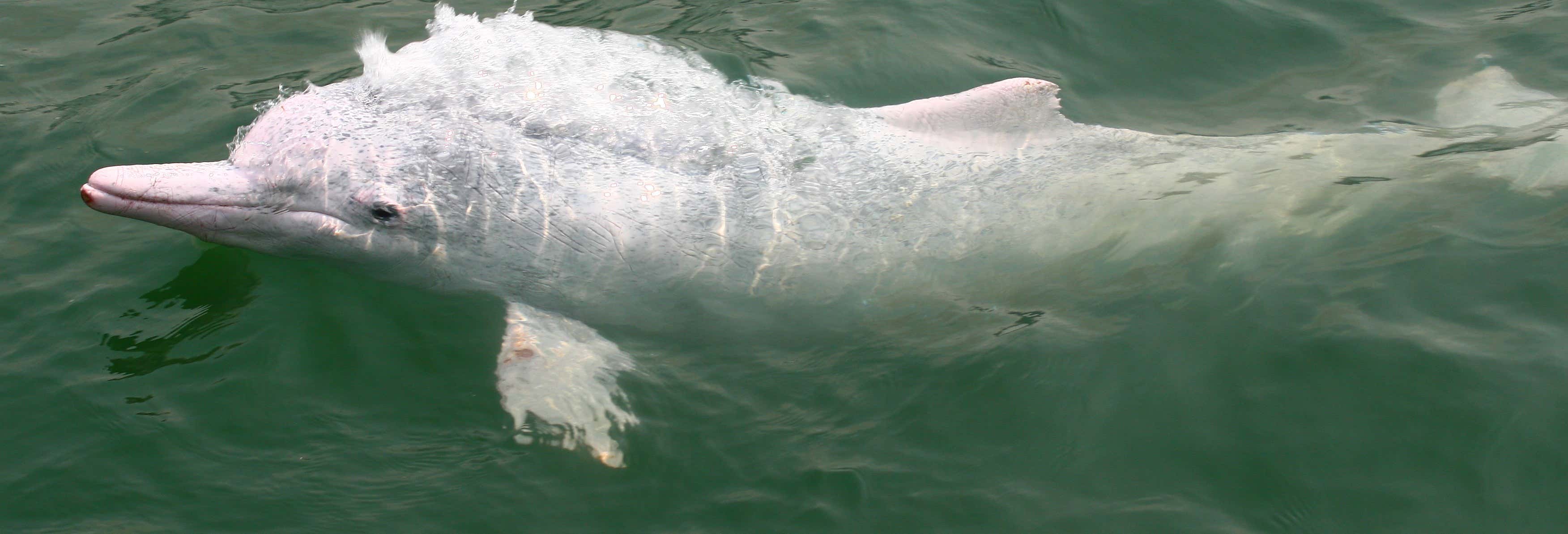 Pink Dolphin Watching in Hong Kong