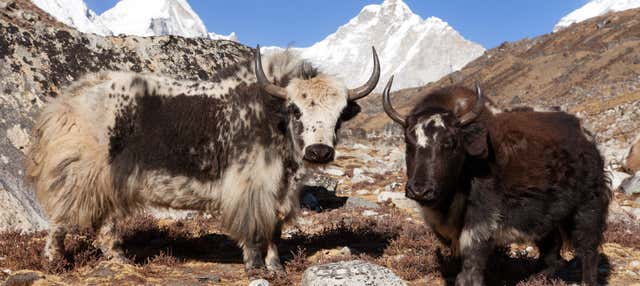 Circuito di 8 giorni: il meglio del Tibet