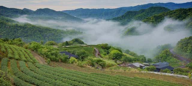 Escursione a Pinglin e a Elephant Mountain