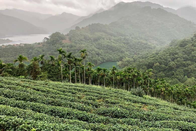 Tea Tour in Pinglin and Maokong