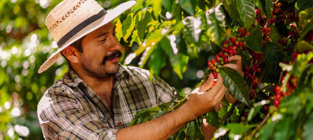 Tour della serie Café con aroma de mujer in 8 giorni nell'Eje Cafetero