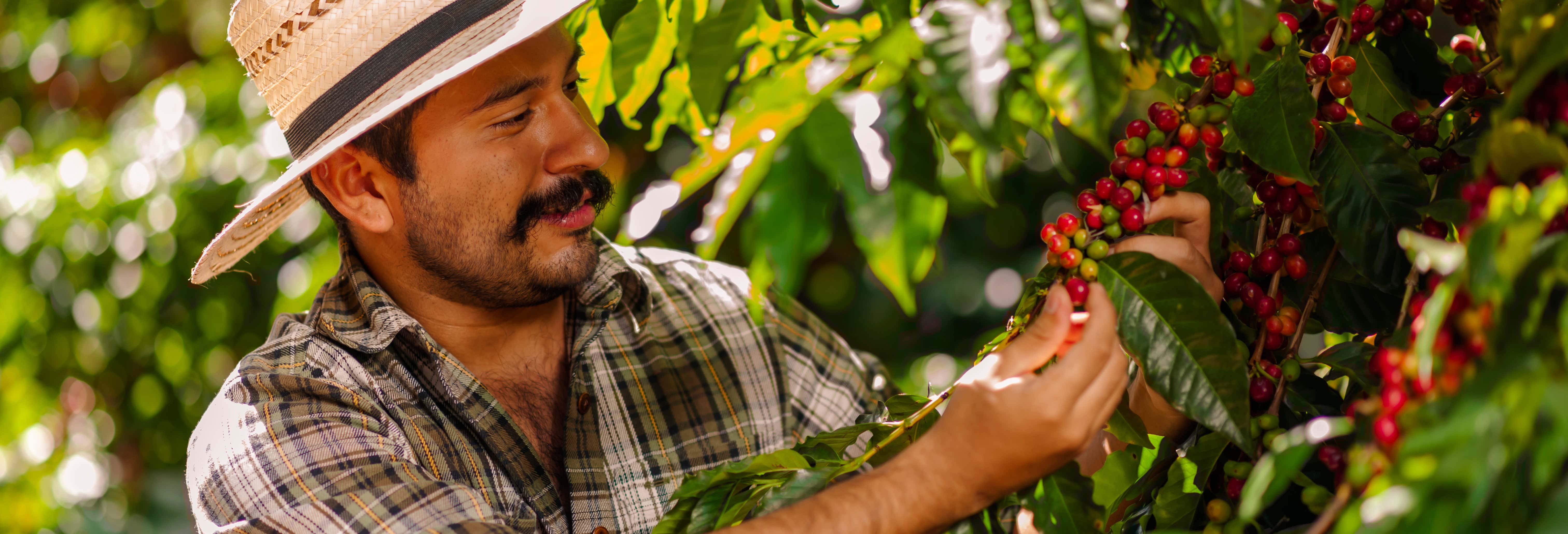 Tour della serie Café con aroma de mujer in 8 giorni nell'Eje Cafetero