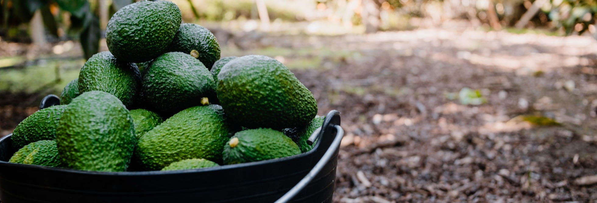 El Escobal Avocado Tour