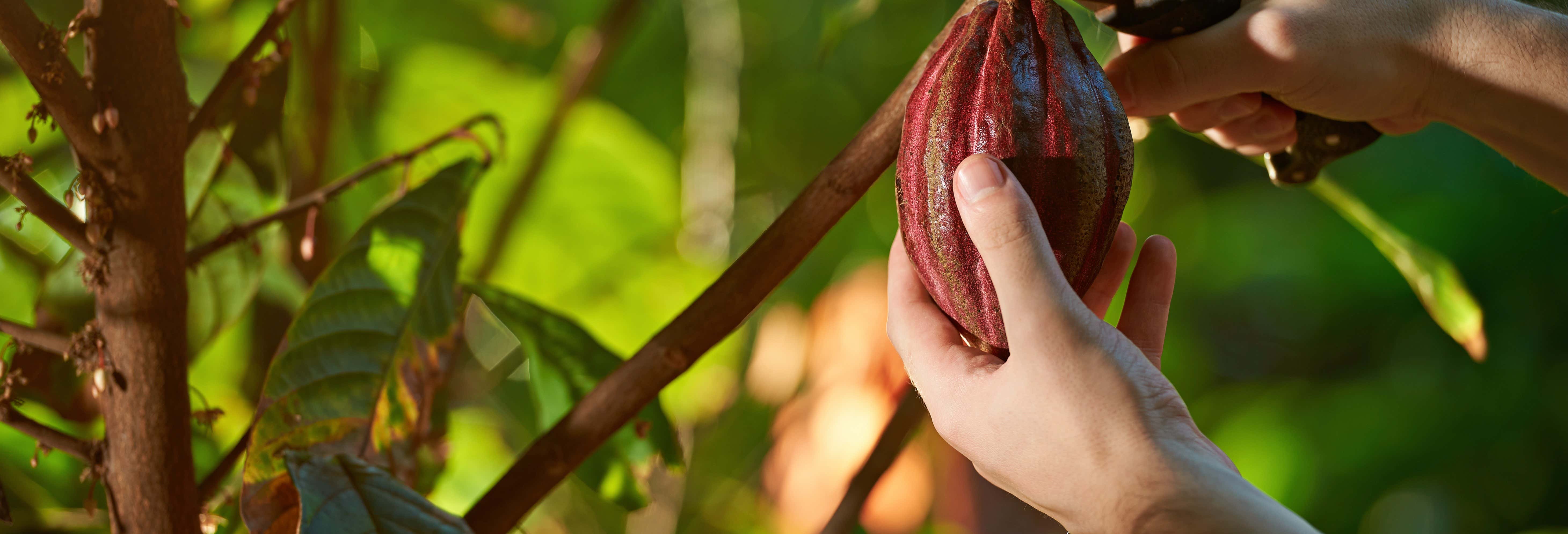 El Argel Farm Cacao Tour