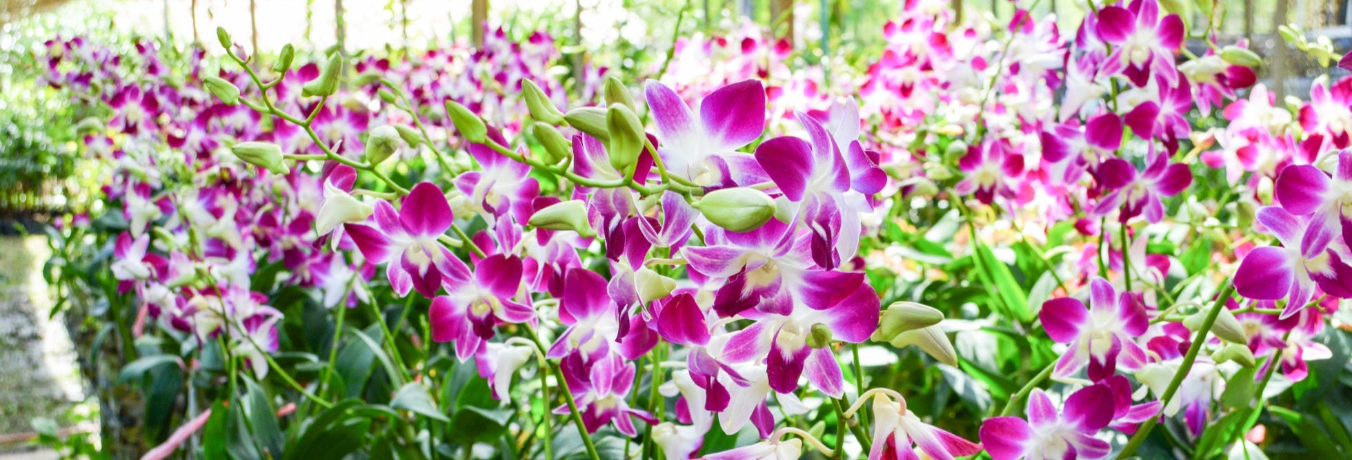 Orchid Farm Excursion