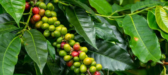 Visita guidata dell'Hotel Hacienda Combia