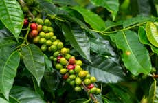 Armenia Coffee Farm Tour