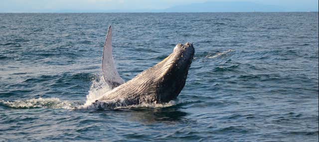 Avvistamento di balene a Bahía Solano