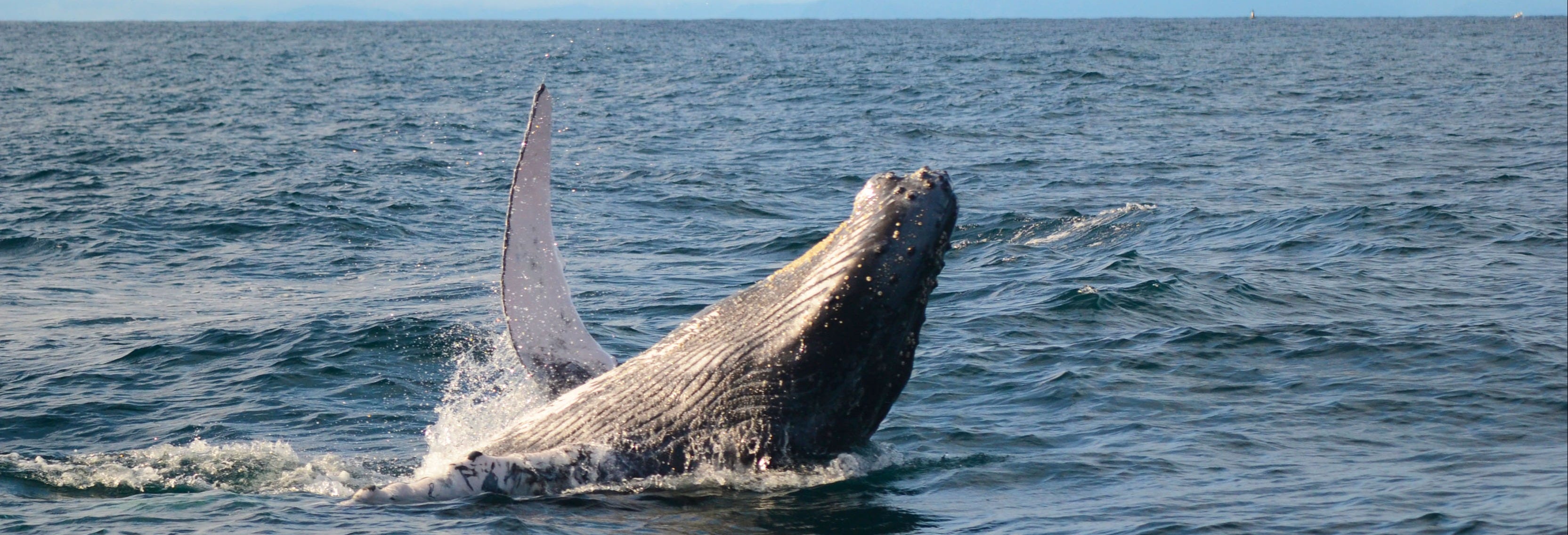 Whale Watching in Bahía Solano