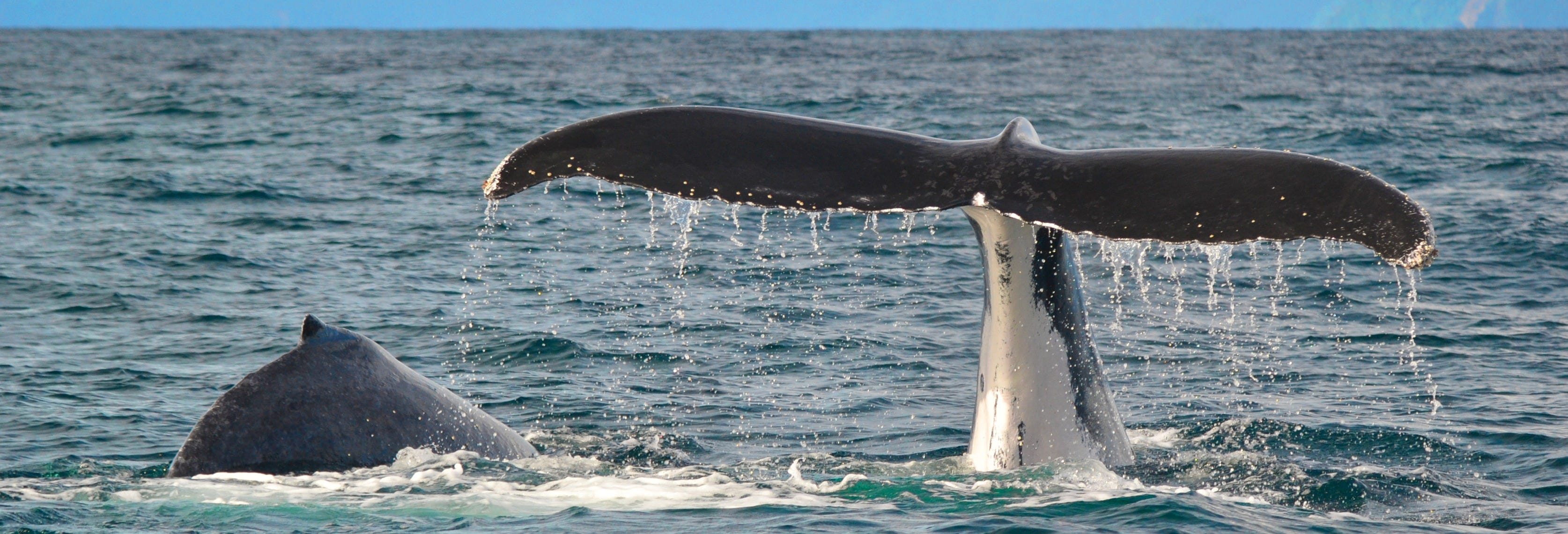 Marine Research Tour in Bahía Solano