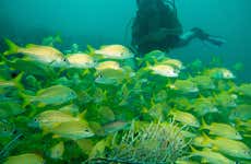 Scuba Diving in Baru