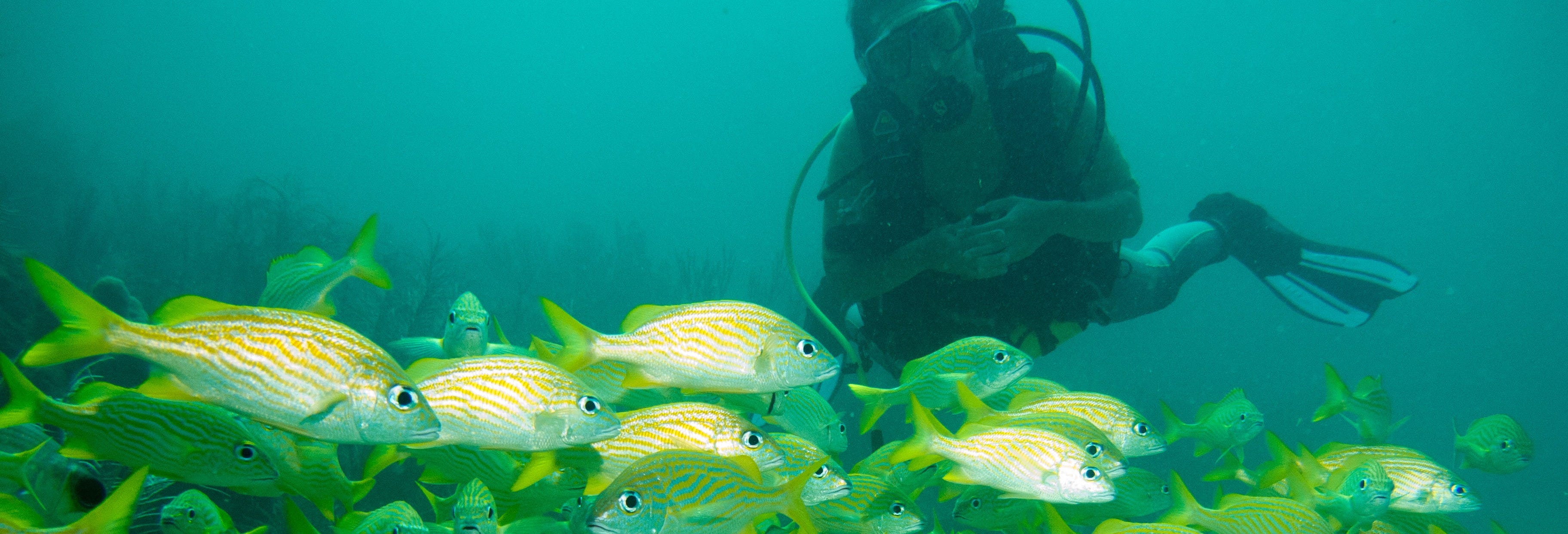 Scuba Diving in Baru