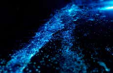 Bioluminescent Plankton Tour