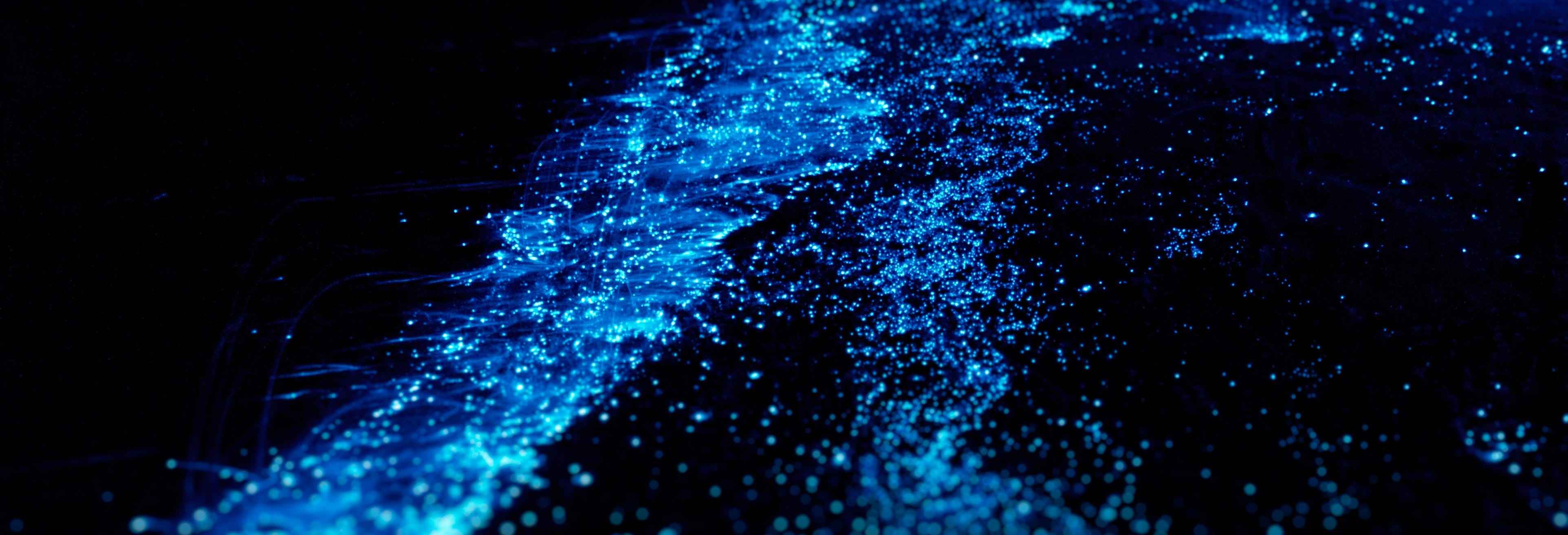 Bioluminescent Plankton Tour