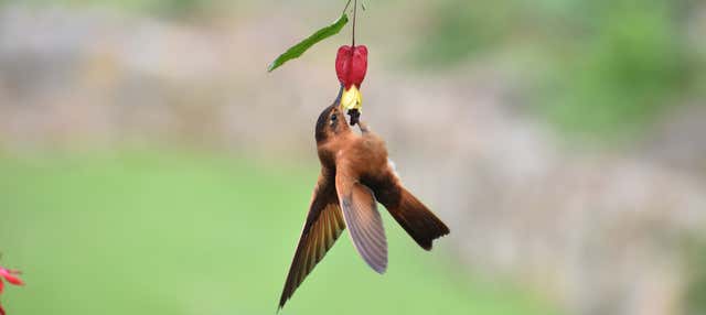 Birdwatching sulla collina di Monserrate