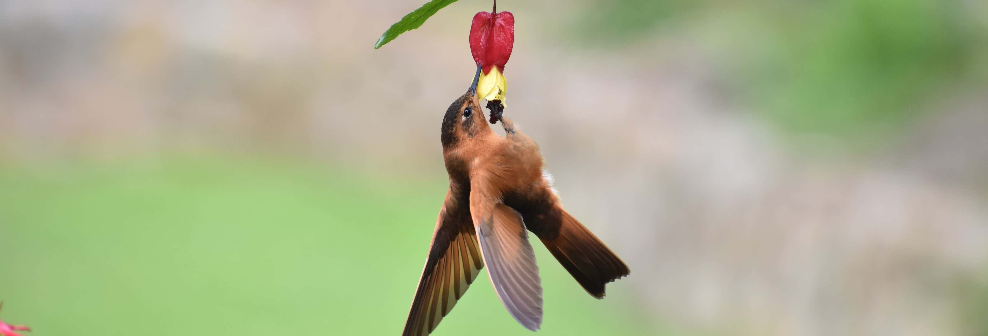 Birdwatching sulla collina di Monserrate