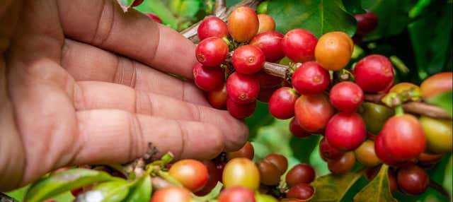 Escursione alle piantagioni di caffè colombiano