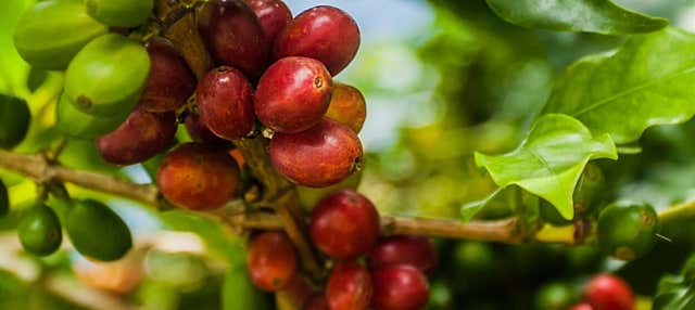 Tour del caffè in Cundinamarca