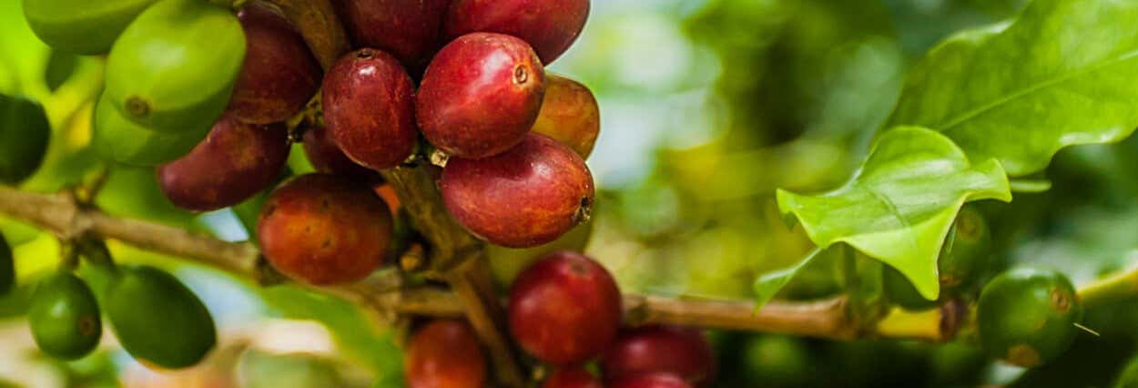 Tour del caffè in Cundinamarca