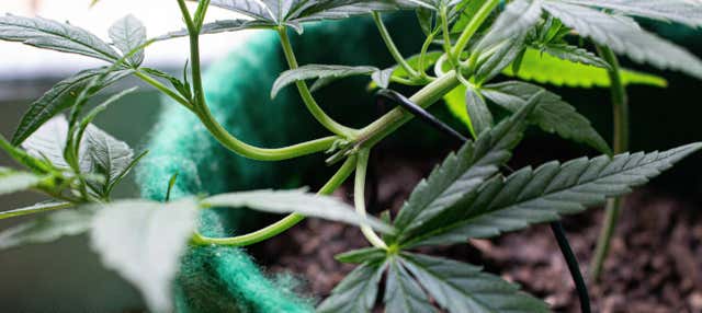 Tour della cannabis a Bogotà