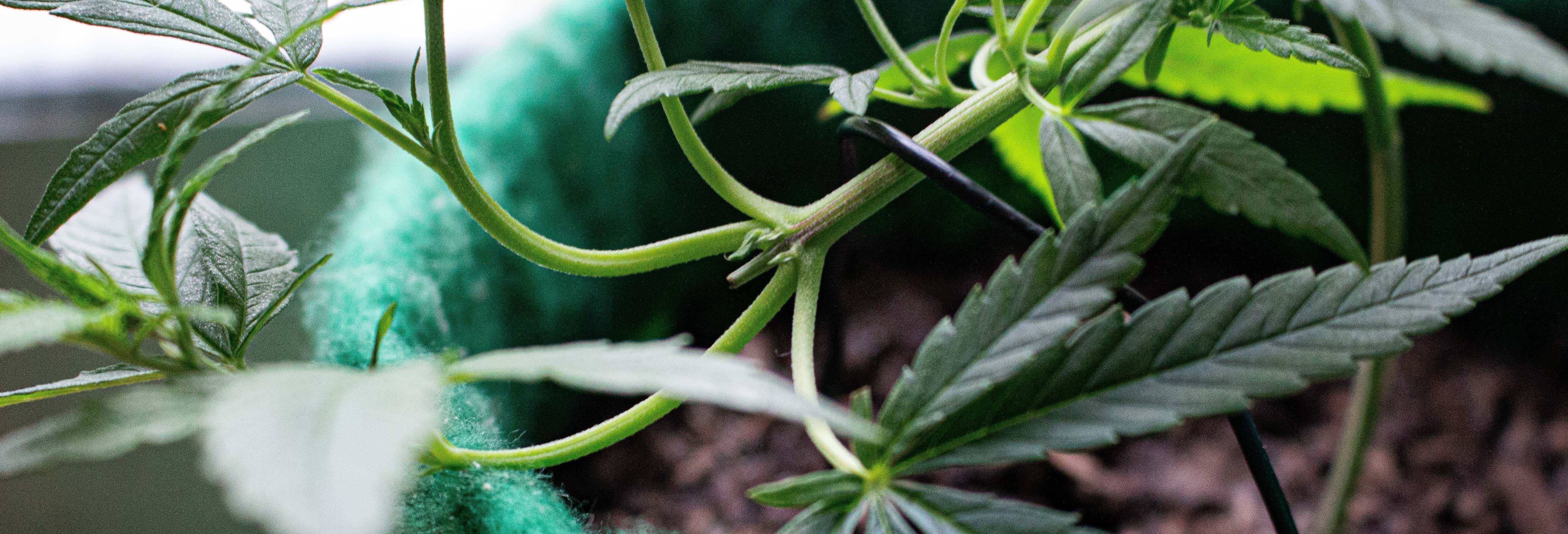 Tour della cannabis a Bogotà