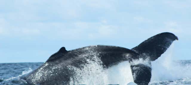 Avistamiento de ballenas en Bahía Málaga