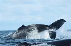 Avistamiento de ballenas en Bahía Málaga