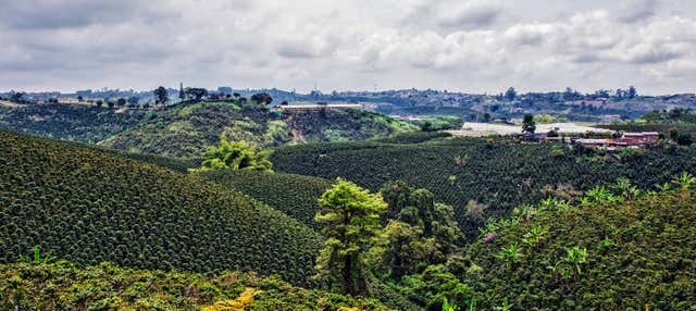 Tour delle piantagioni di caffè del Quindío