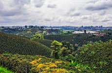 Quindío Coffee Tour