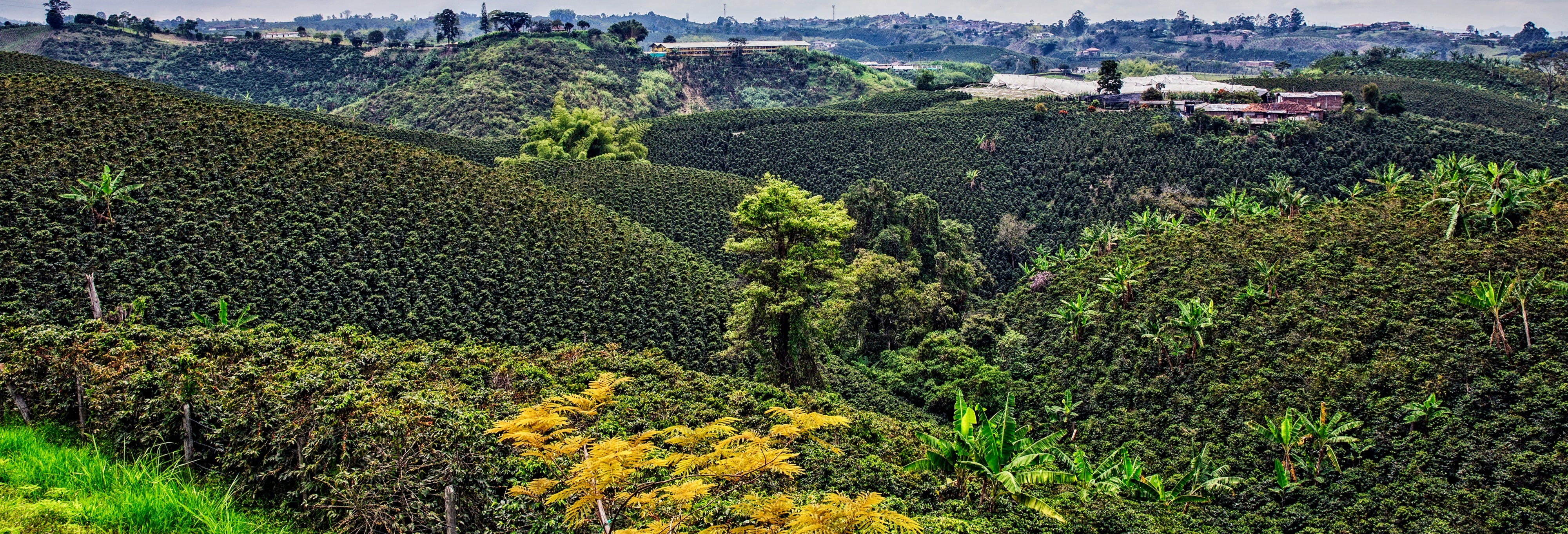 Quindío Coffee Tour