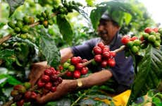 Visita a la finca cafetera El Balcón