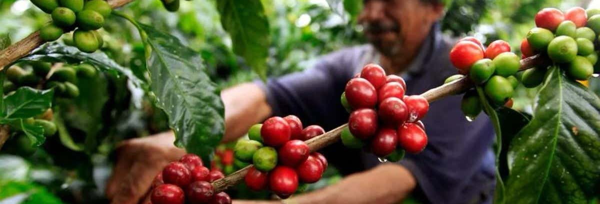 Visita alla tenuta di caffè El Balcón