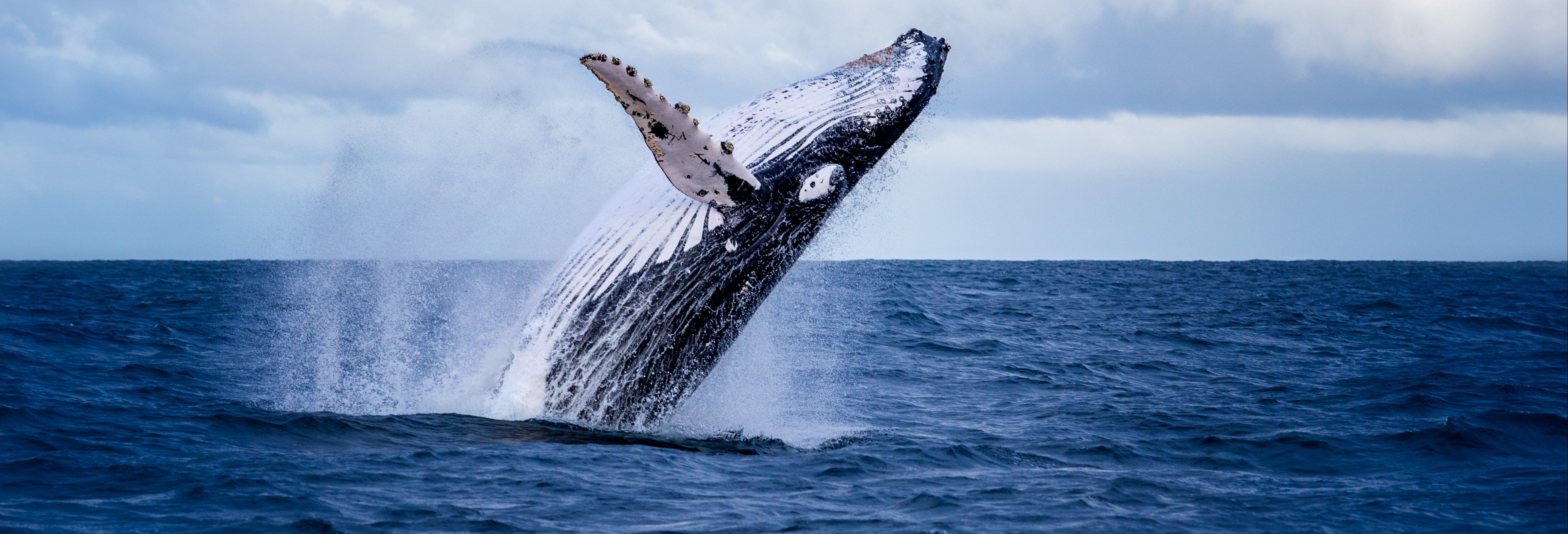 Whale Watching from Cali