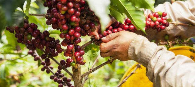 Tour del caffè a Cali
