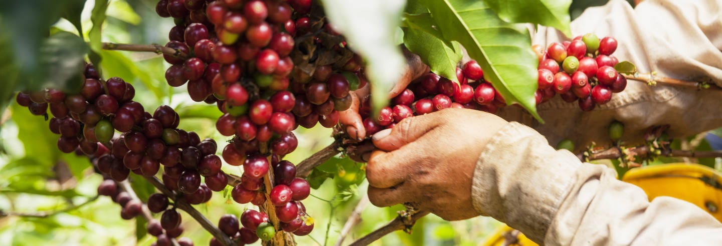 Coffee Farm Tour