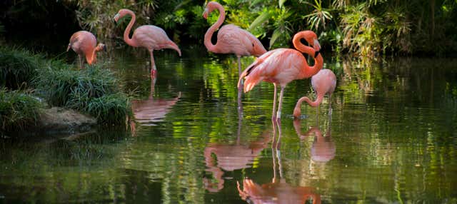Tour panorâmico por Cali + Zoológico