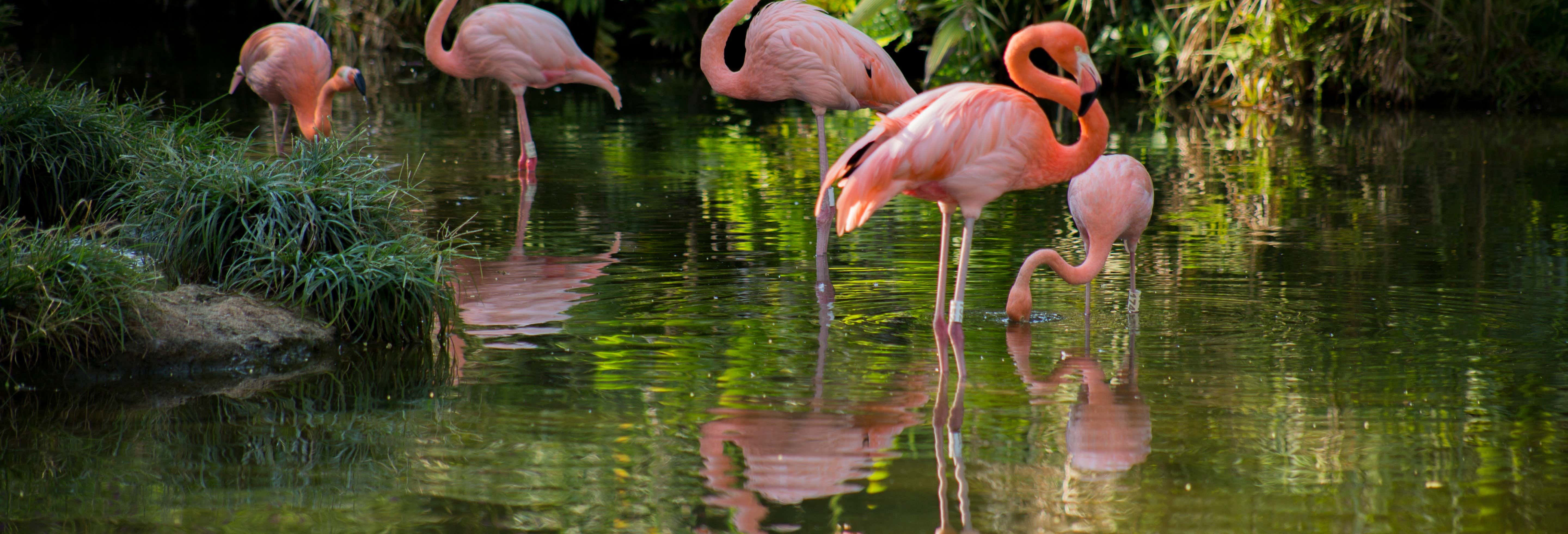 Tour panorâmico por Cali + Zoológico