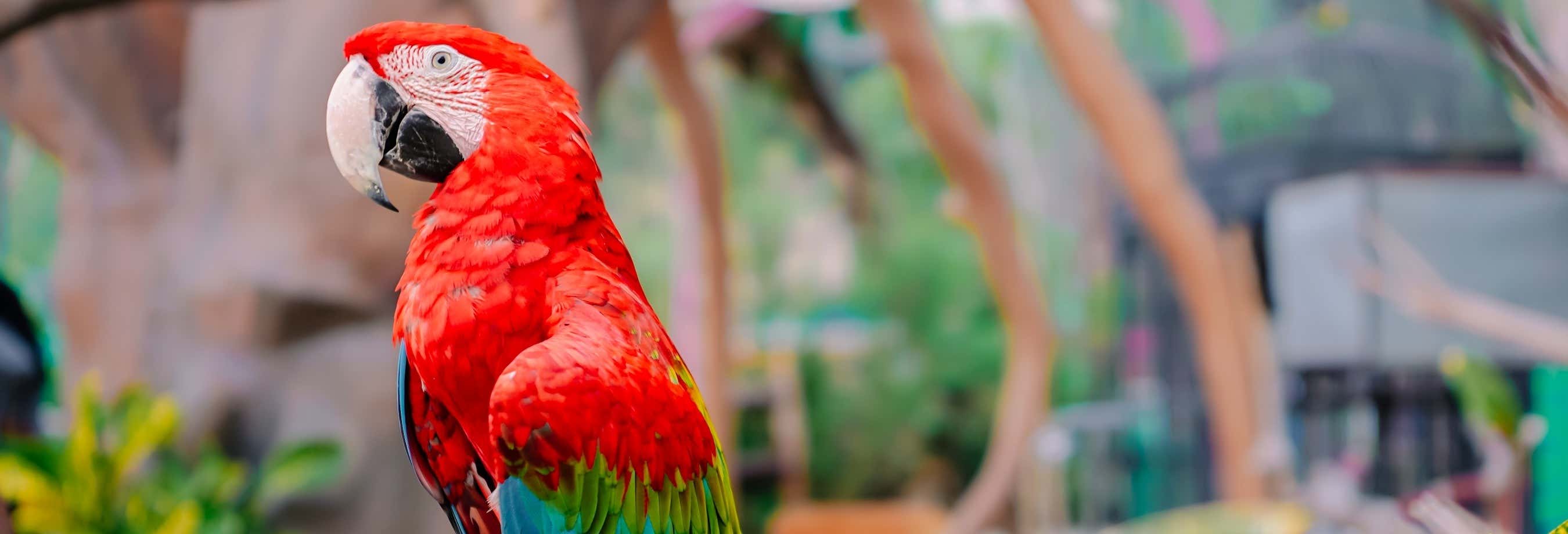 Visita della riserva Fundación Loros + Giro in 4x4, quad o cavallo