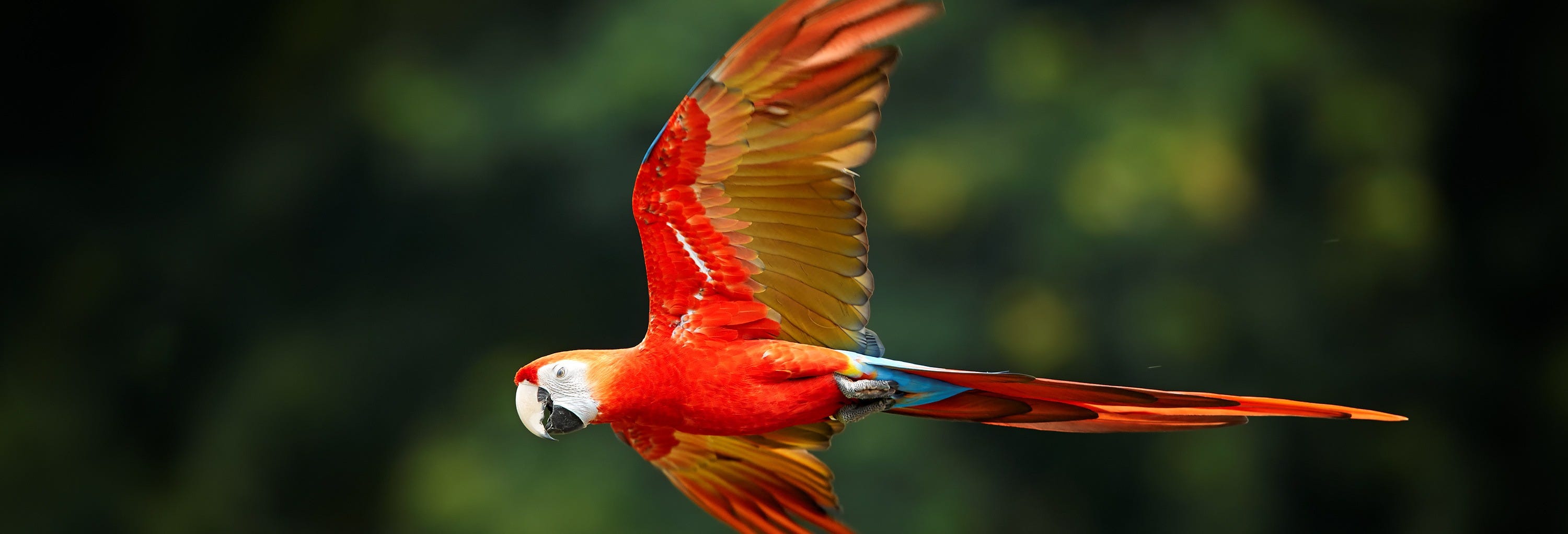 National Aviary of Colombia + Beach Tour