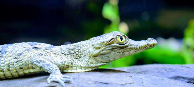 Excursión al Parque Vivarium del Caribe