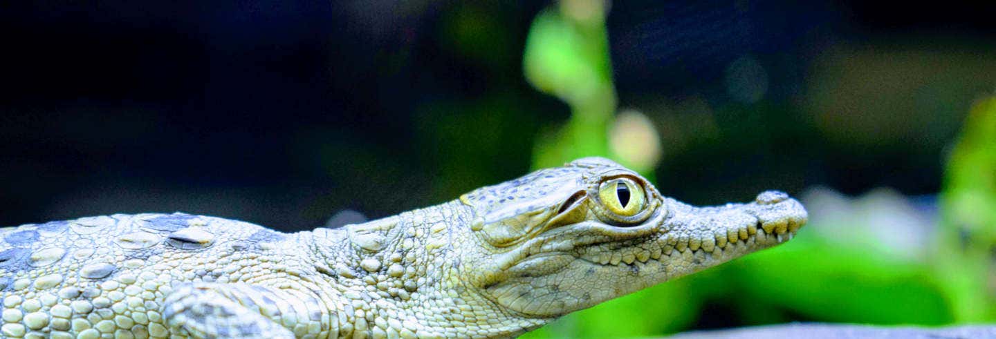 Escursione al Parco Vivarium del Caribe