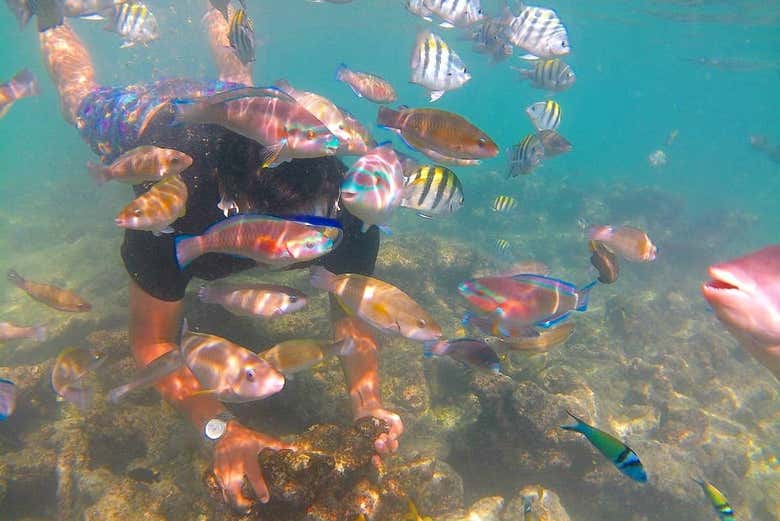 Snorkel en la península de Barú