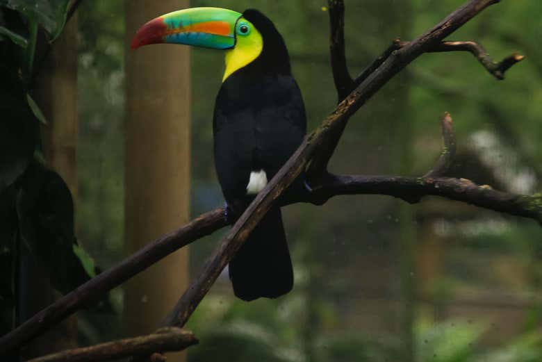 Excursión al Aviario Nacional de Colombia + Playa Blanca