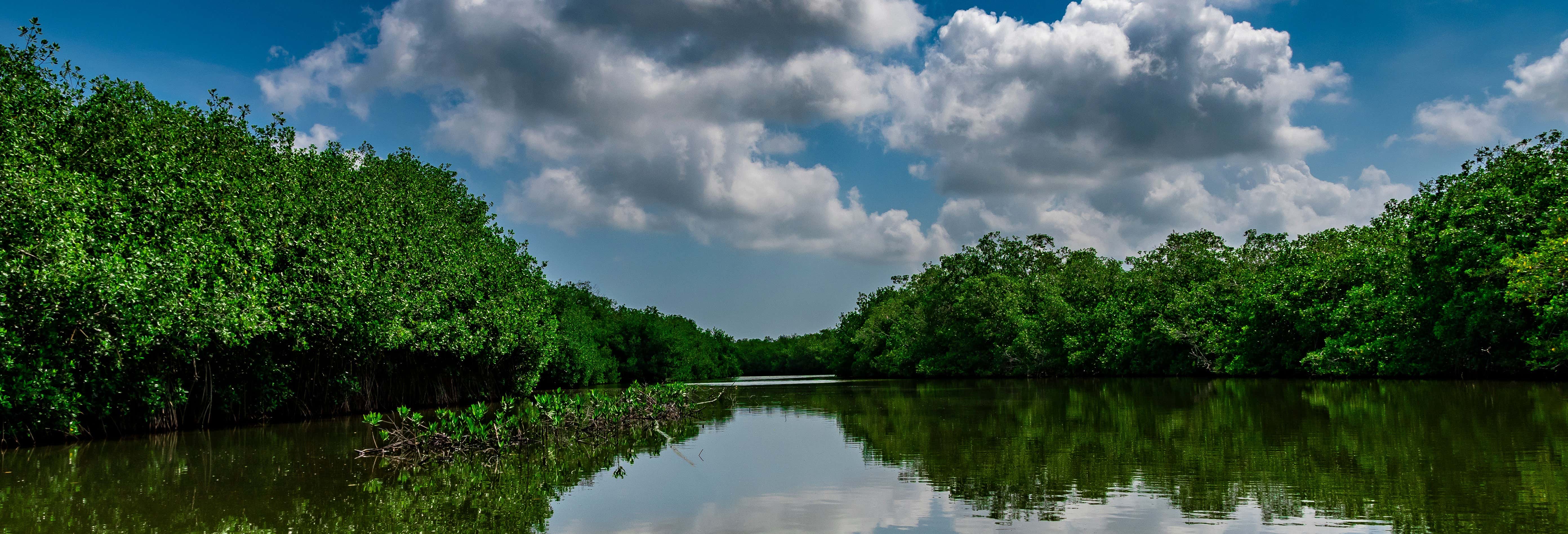 Tour delle mangrovie di Cartagena