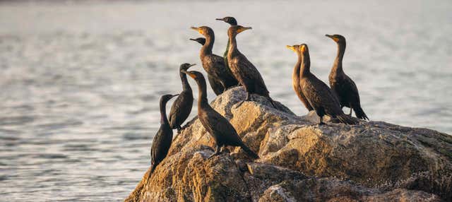 Avistamento de aves na Ciénaga Grande de Santa Marta