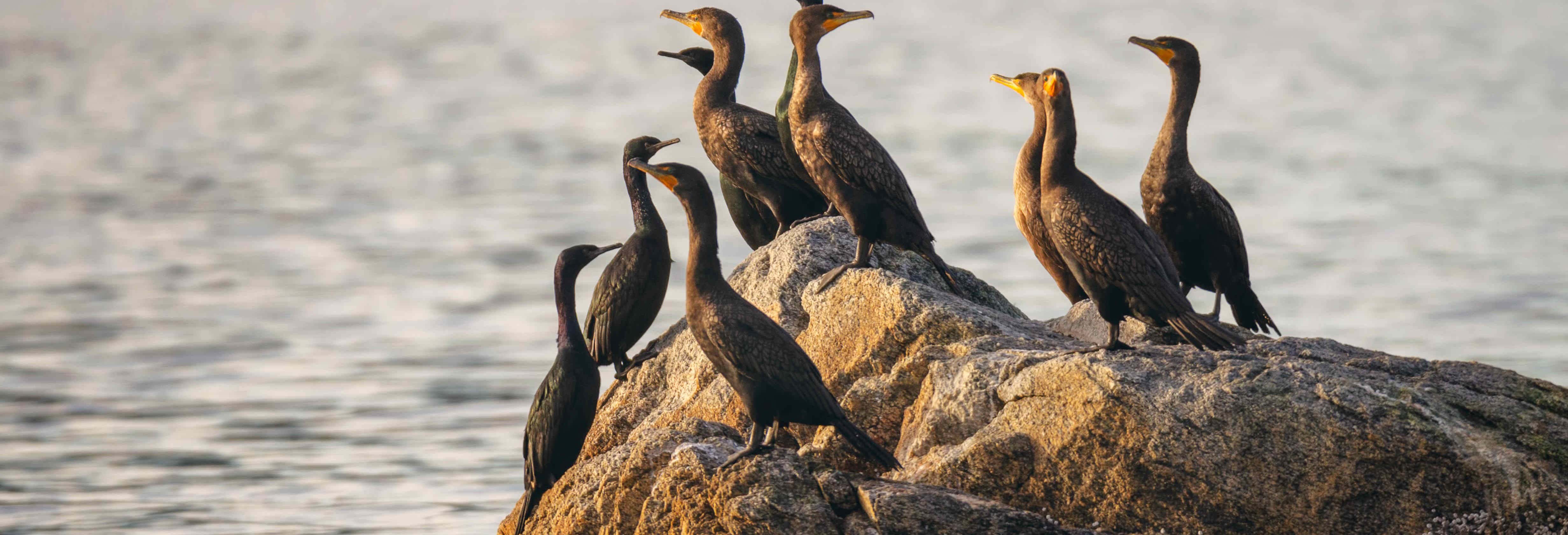 Avistamento de aves na Ciénaga Grande de Santa Marta
