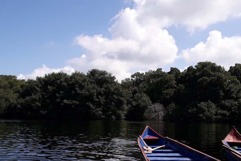 Barcas en las que navegaremos por la ciénaga  - Barcas en las que navegaremos por la ciénaga 