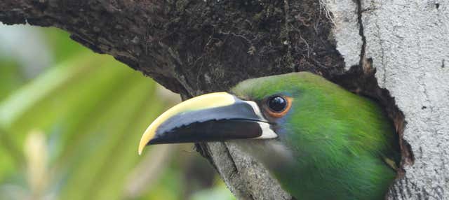 Birdwatching a Barbas Bremen