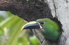 Bird-Watching at Barbas Bremen
