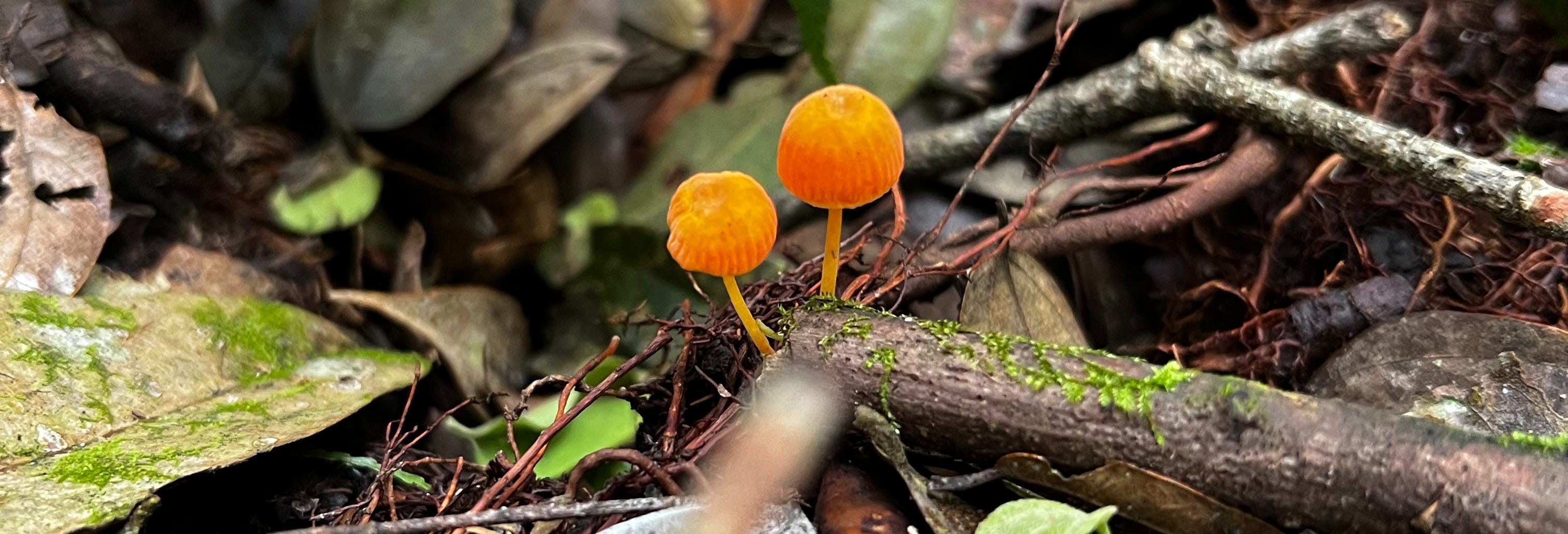 Barbas Bremen Nature Reserve Tour